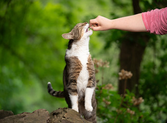 pet owner feeding tabby white cat outdoors in nature with treat