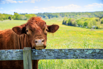 Cow leaning on fence in spring pasture © Mark Eichenberger