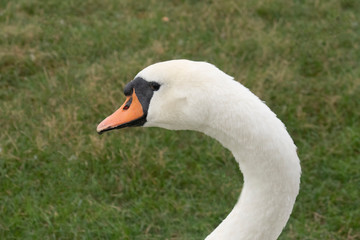 White Swan in a calm state on the shore