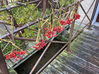 Organic Christmas Mistletoe hanging  on a railing at an outdoor market.  Holiday cheer and kisses