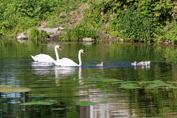 Naklejka na ściany i meble Mute Swans in the Frontenpark (english Frontenpark) taking care of and the offspring as it is spring and breeding season for mother nature in Maastricht