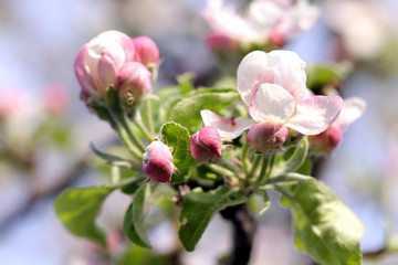 Nature background of apple flowers and buds on tree branch. Spring time, macro photography