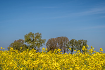 Rapsfeld und Bäume im Hintergrund