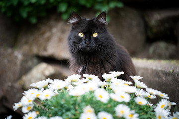 fluffy black cat sitting behind white flowers looking at camera