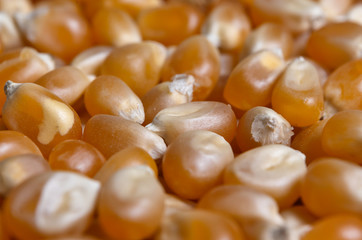 Corn for popcorn close-up. Food and drinks themes