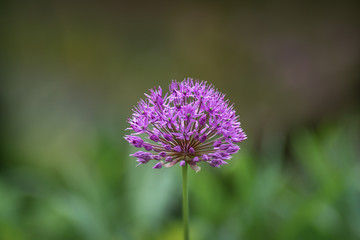eine Blüte der Pflanze Lila Riesen