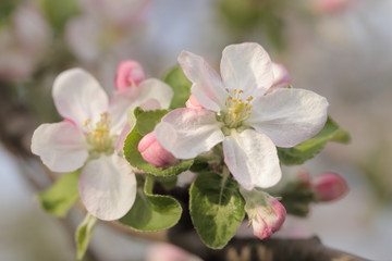 Fototapeta na wymiar Spring apple blossom, macro photography. Pink apple flowers, buds of and green leaves on a tree branch, selective focus