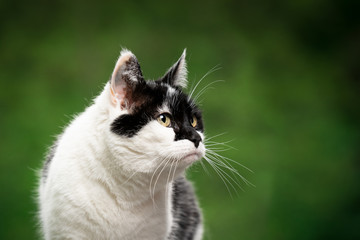 portrait of a curious black and white cat with beautiful pattern on face outdoors in green nature looking to the side with copy space