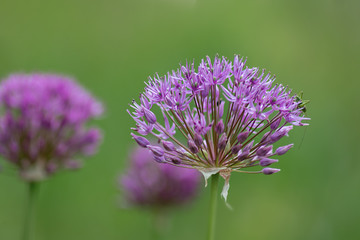 Blüte einer Allium Gigantenum