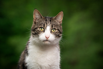portrait of a beautiful tabby white cat outdoors in green nature looking at camera