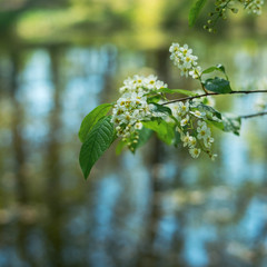 Bird cherry flowers in sunny day, close-up