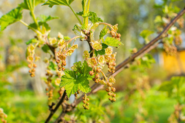 Red currant blooming in spring, Finland