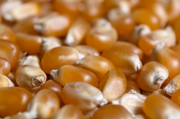Corn for popcorn close-up. Food and drinks themes