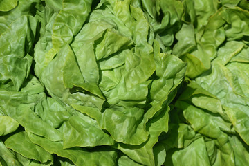 Fototapeta na wymiar Background from green fresh young lettuce photographed from above