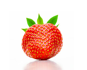 Erntefrische Erdbeeren isoliert auf weissem Hintergrund
