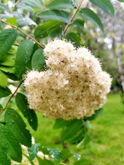 Close-up of red rowan flowers (scientific name Sorbus aucuparia). The flowers and berries of this plant are used in medicine. Vertical photo, selective focus. Kyiv (Kiev), Ukraine, Europe.