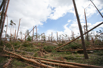 Fototapeta na wymiar Broken, destroyed trees after a storm, gale, heavy rain in Poland.