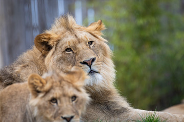 Lion and lioness in the savana