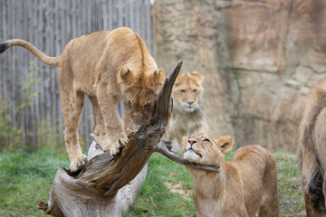 Lion and lioness in the savana