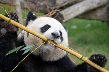 Obraz premium Giant Panda