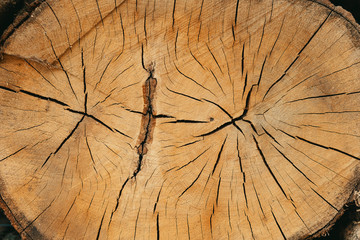 Old Wood Tree Rings Texture.