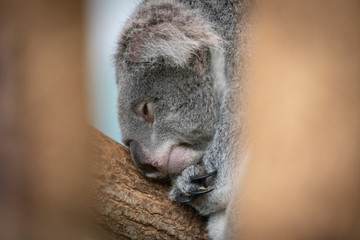 Sleeping Koala