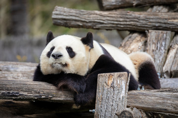 Fototapeta na wymiar Giant Panda