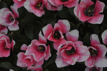 Flower from Sweden.
