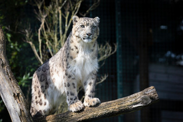 Snow leopard