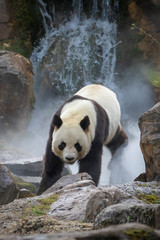 Giant Panda © bgspix