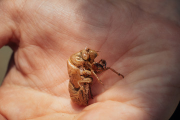 Chitinpanzer eines Insekts auf einer Hand