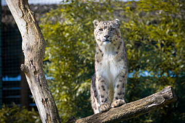 Obraz premium Snow leopard