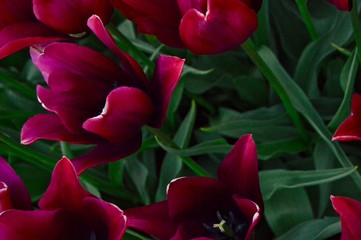 Flowers from Sweden