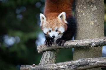 Cute Red Panda