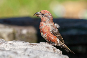 Red Crossbill, (Loxia curvirostra) bird in the natural habitat.
