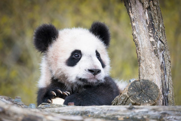 Cute Giant panda cub playing
