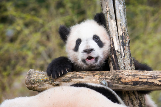 Cute Giant Panda Cub Playing