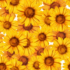 Obraz premium Sunflower seamless pattern. Background with yellow flowers