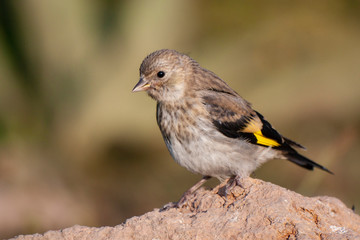 European Goldfinch (Carduelis carduelis) bird in the natural habitat.