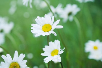 Fototapeta na wymiar Margeriten im Fühling auf Blumenwiese vor einem Feld