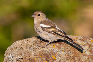 European Goldfinch (Carduelis carduelis) bird in the natural habitat.