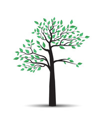 Obraz premium Trees with leaves