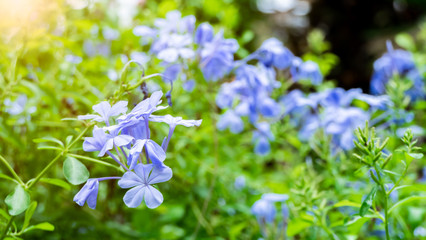 blue flowers in the garden