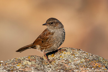 Dunnock (Prunella modularis) bird in the natural habitat.