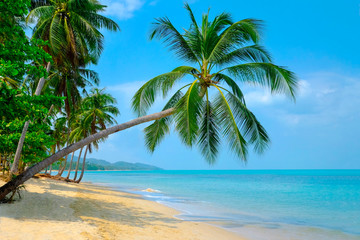 Obraz na płótnie Canvas Beautiful beach. View of nice tropical beach with palms around. Holiday and vacation concept. Tropical beach.