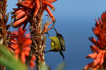mother-of-pearl bird nectaria collects honey from red flowers