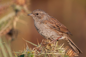 Dunnock (Prunella modularis) bird in the natural habitat.