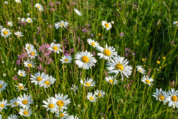 Many daisies on a meadow in nature
