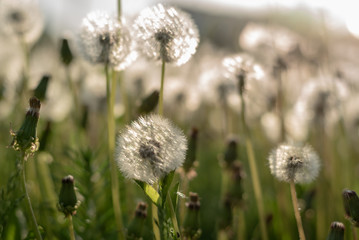 Blurred background of green grass and white dandelions.