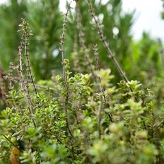 frischer thymian wächst im garten, überwintert